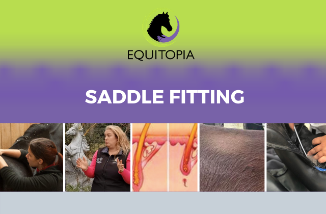 saddle fitting videos equitopia