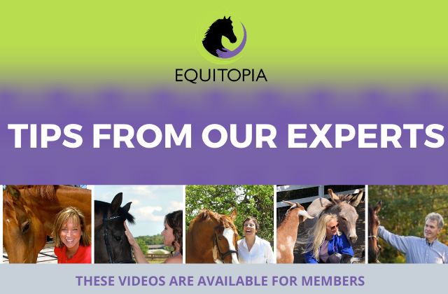 tips from experts equitopia