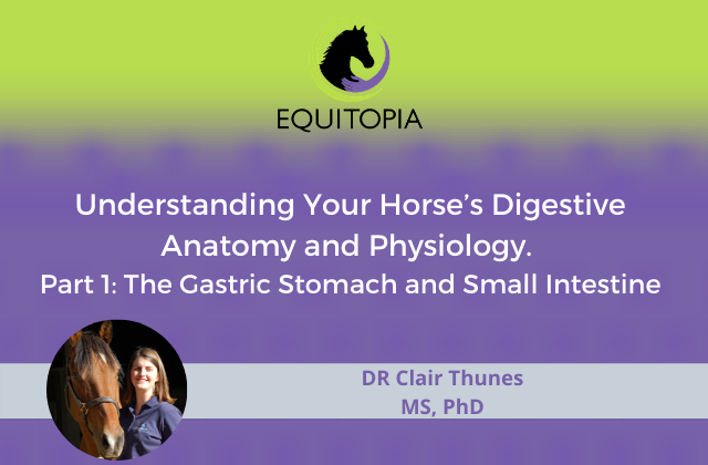 Understanding Your Horse’s Digestive Anatomy and Physiology.