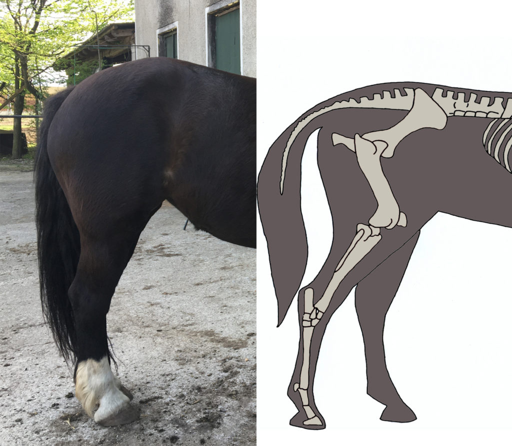 Hoof Imbalances in Horses' Hind Feet