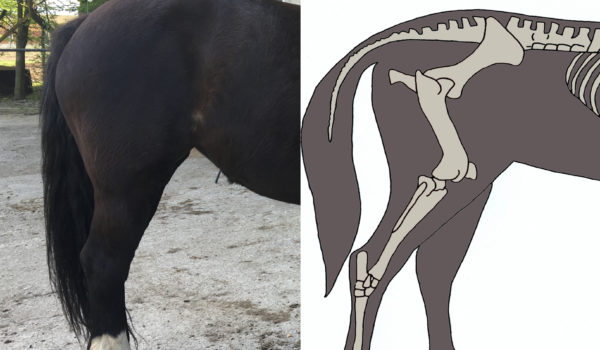 Hoof Imbalances in Horses' Hind Feet
