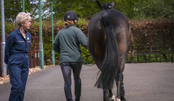Research revealed – Ridden Horse Pain Ethogram