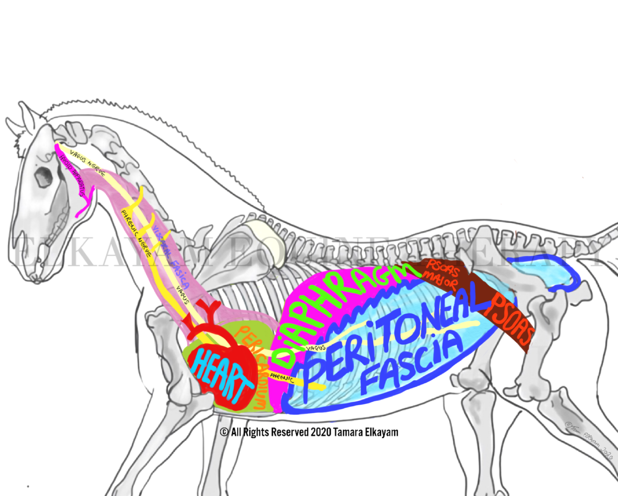 The Horse’s Diaphragm – More Than Just a Breathing Muscle