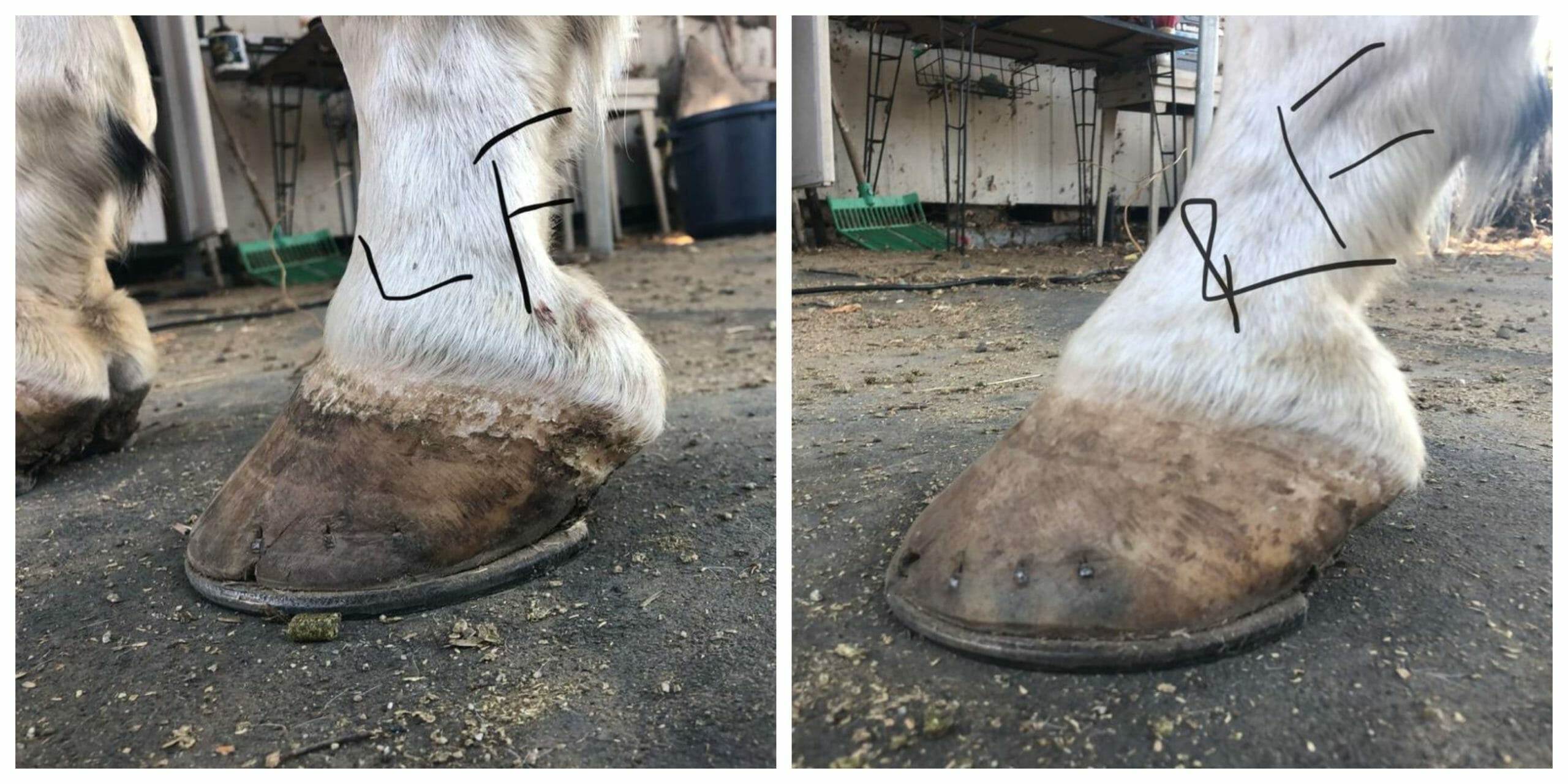 Brodie_ Getting started with hoof care