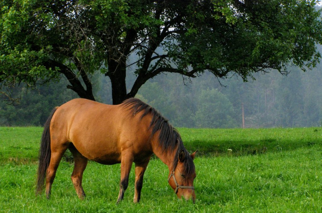 Research revealed – The equine microbiome
