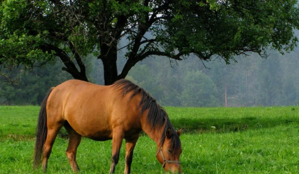 Research revealed – The equine microbiome