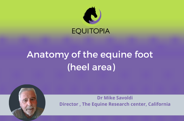 anatomy of the equine foot