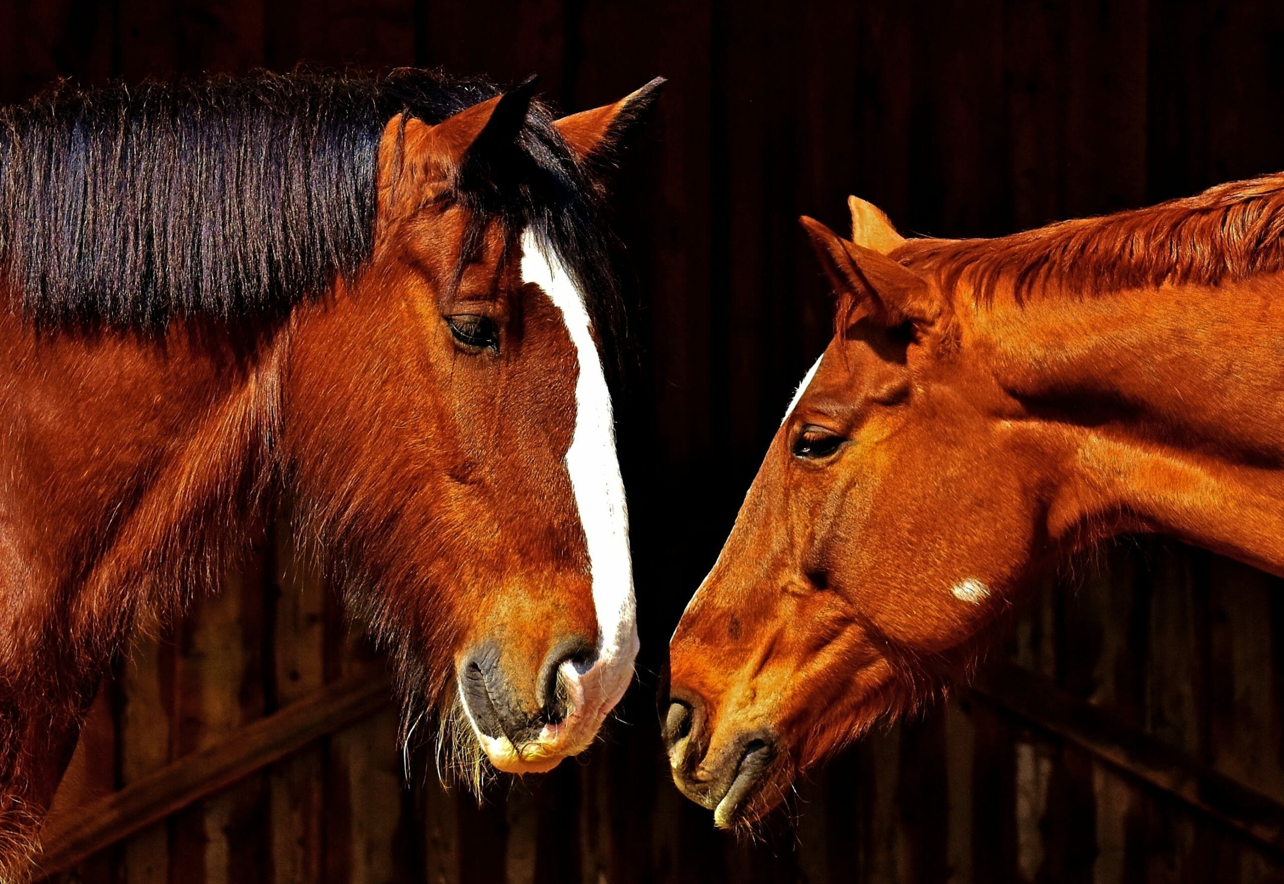 are horses empathetic? Research on empathy in animals