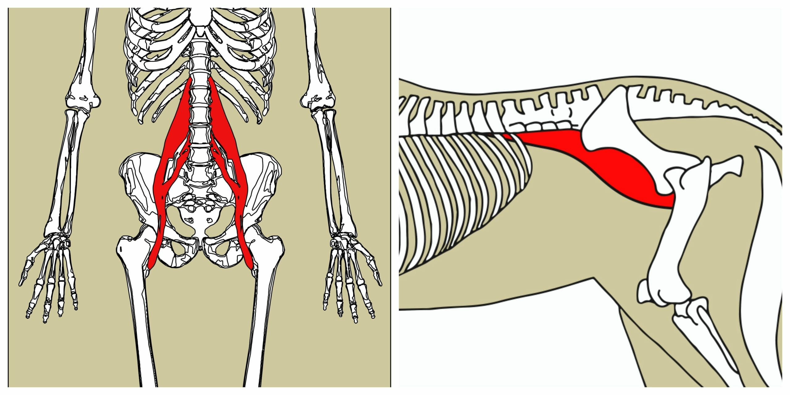 What Equestrians need to know about the Psoas Muscle