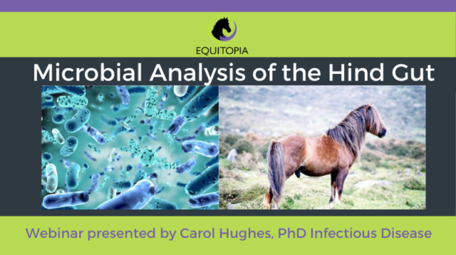 microbial analysis of the hind gut