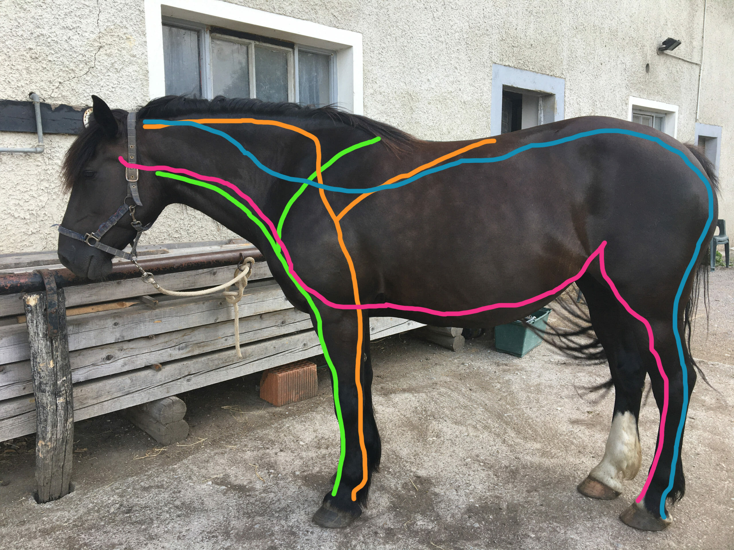 Research Revealed: The Horse's Myofascial Lines