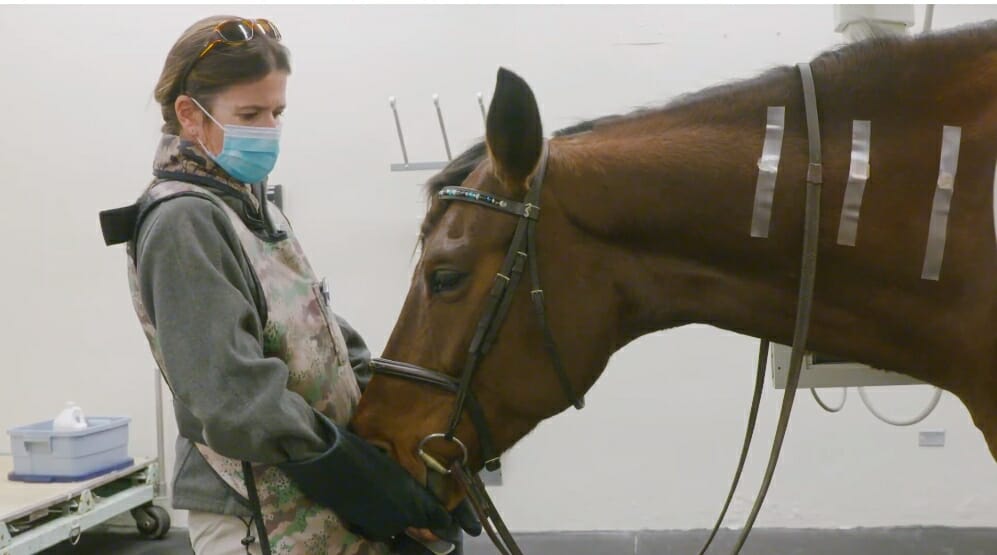 Behind the Scenes: UC Davis Experiment on Horse's Neck