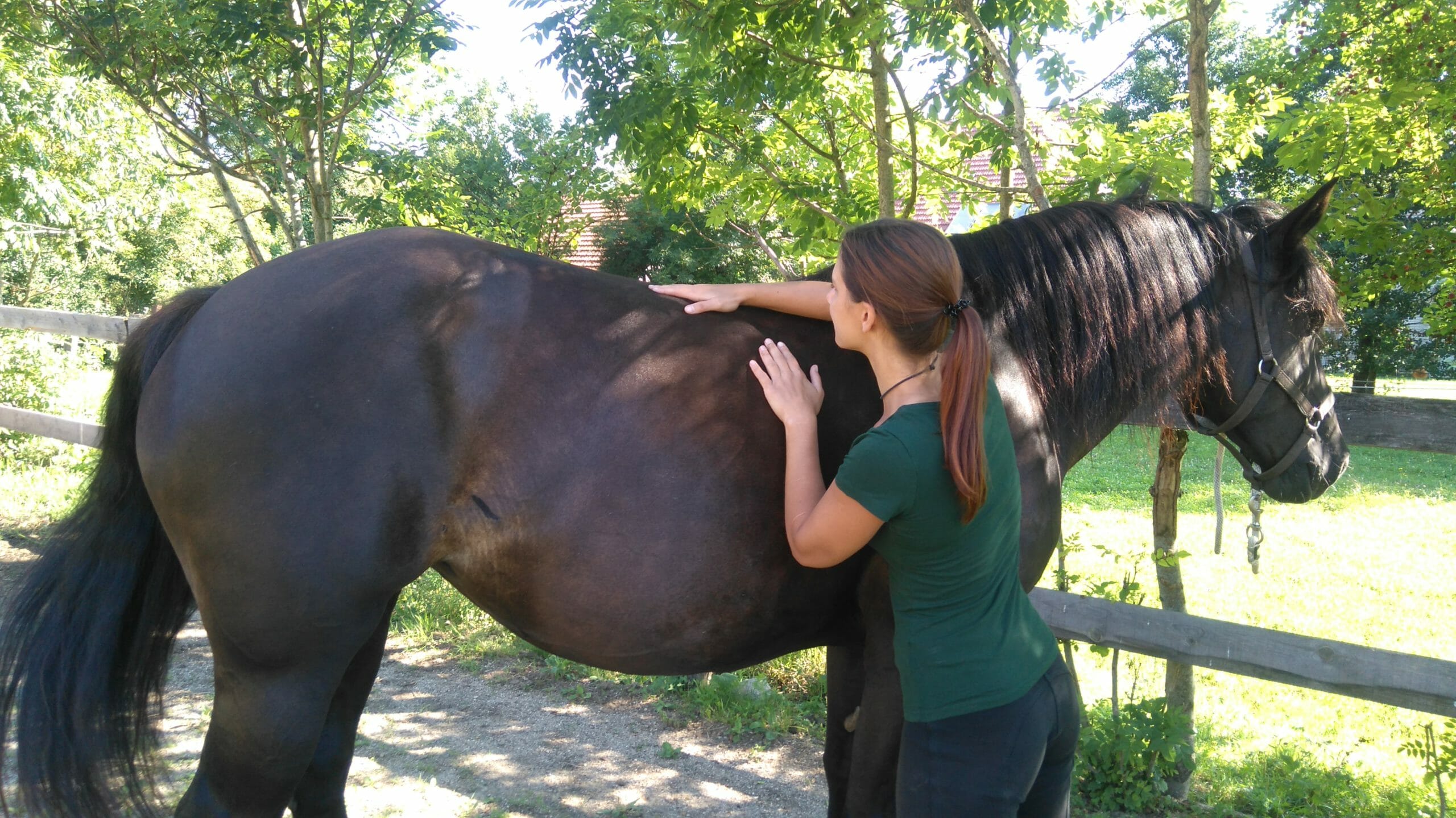 Teach your Horse to Carry you Properly! Equitopia blog post