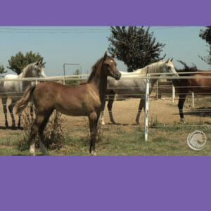 Solving Horse Behavior Problems; Low-Stress, Effective Solutions
