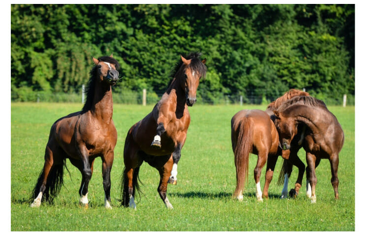 lumbar pain in horses