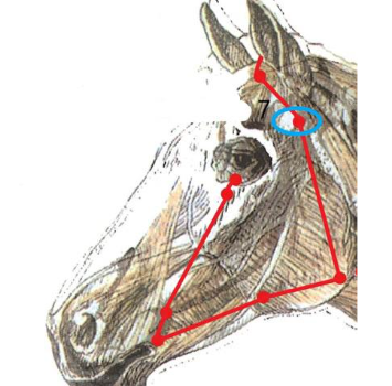 back pain horse